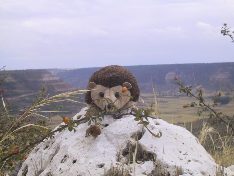 Mr Prickles on the rocks