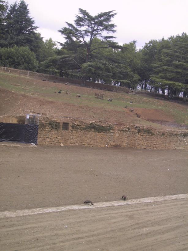 Believe it or not this is Pamplona Zoo