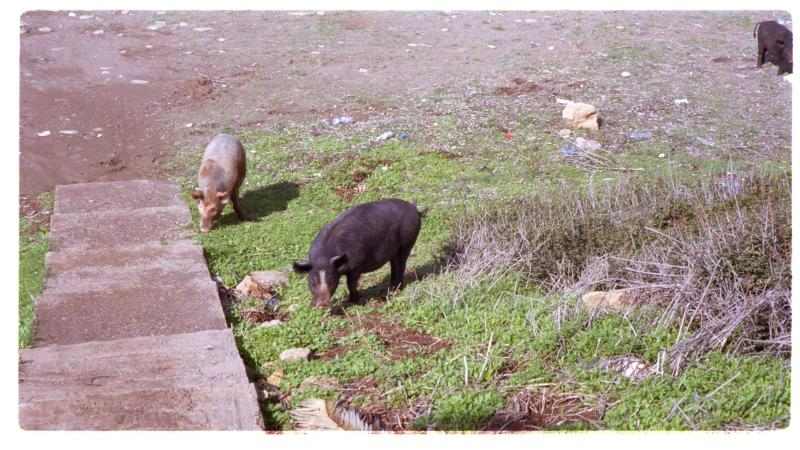 Agamas Bestiality Society's annual outing stops for lunch